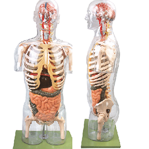 HG-10004 İÇ ORGANLI TRANSPARAN TORSO MAKETİ