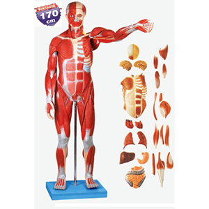 HG-11301/1 KAS VE İÇORGANLARI MODELİ  (170 CM)