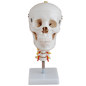 SG-135 SERVİKAL VERVEBRALI KAFATASI MAKETİ