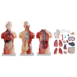 SG-207 TORSO (GÖVDE) MAKETİ (42CM)