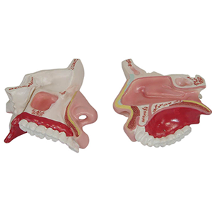 SG-309 BURUN MODELİ