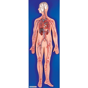 HG-16001 Dolaşım sistemi panosu